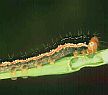 Bertha armyworms are not a big problem in Alberta this year.