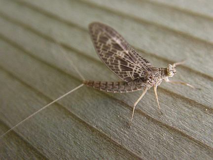 Mayfly