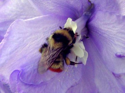 Bumblebee