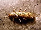 Common Stonefly