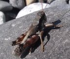 Montane Grasshopper