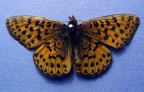 Arctic Fritillary