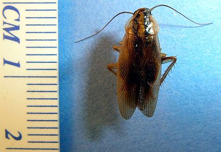 German Cockroach