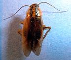 German Cockroach