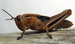 Two-striped Grasshopper - 5th instar
