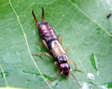 Common Earwig
