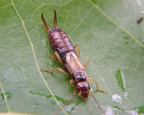Earwig