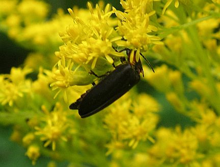 Firefly