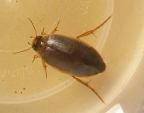 Midsized Diving Beetle