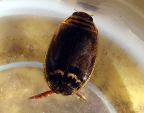 Acilius Diving Beetle
