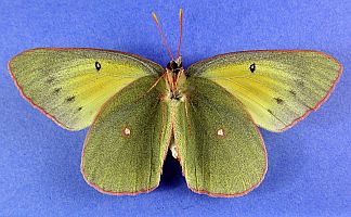 Common Sulphur - Female - Ventral