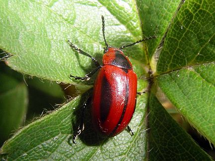 Red Turnip Beetle
