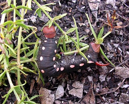 Gallium Sphinx Caterpillar (dark color morph)