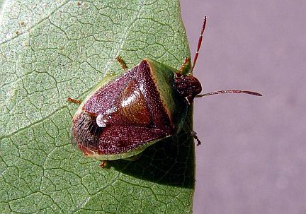 Stinkbug - Adult