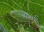Aphid