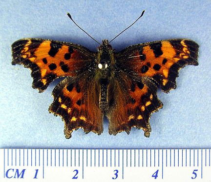 Green Comma