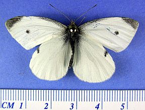Cabbage Butterfly - Dorsal - male (1 black spot)