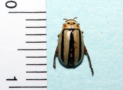 Flea Beetle - Disonycha fumata (scale in mm) - note that this specimen is missing its antennae