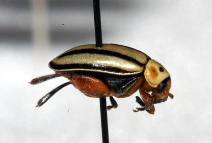 Side view of Disonycha fumata - note enlarged hind femur