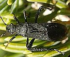Broad-headed Bug