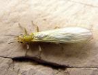 Stoneflies