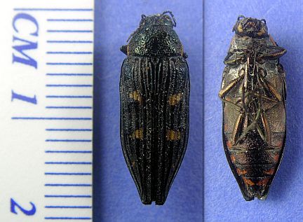 Buprestis nuttalli