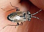 Big-eyed Bug