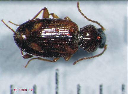 Minute Ground Beetle