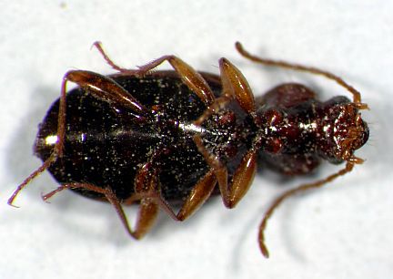 Minute Ground Beetle - ventral