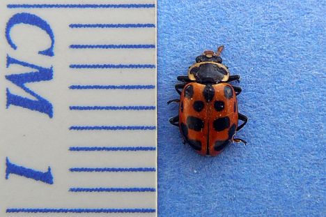 Thirteen-spotted Lady Beetle