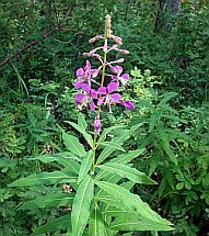 Fireweed - one of the food plants of the Gallium Sphinx Caterpillar