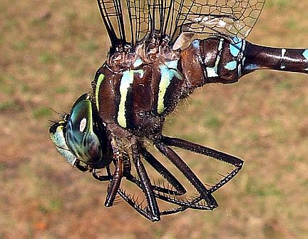 Lance-tipped Darner - note face has a thin brown line