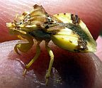 Ambush Bug