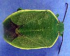 Big Green Stink Bug