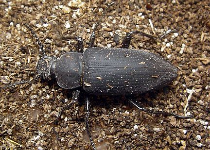 Darkling Beetle