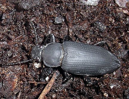 Darkling Beetle
