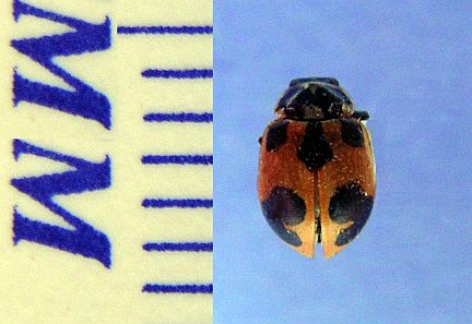 Parenthesis Lady Beetle