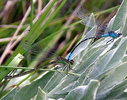 Male (blue) and female (green) Prairie Bluets