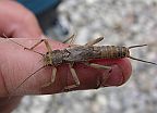Stonefly Nymph