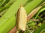 Clemens' Clepsis Moth