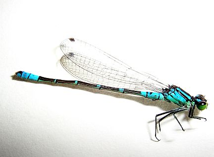 Prairie Bluet - Male