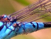 Note curved black stripe on top of 2nd abdominal segment