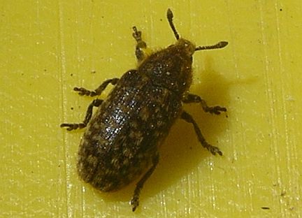Thistle Head Weevil