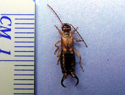 Common Earwig