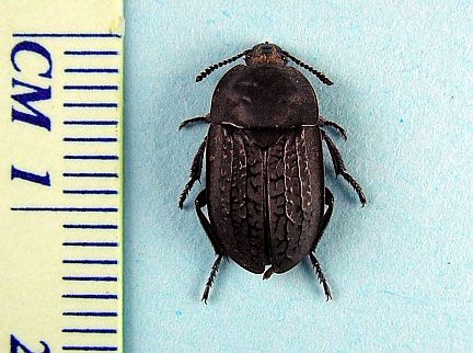 Carrion Beetle