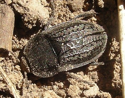 Carrion Beetle