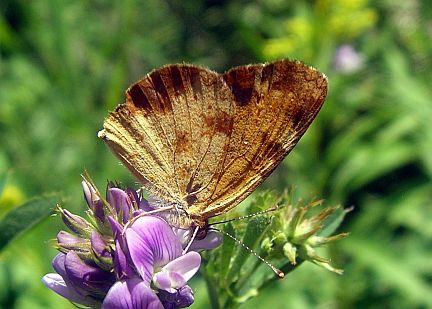 Northern Pearl Crescent
