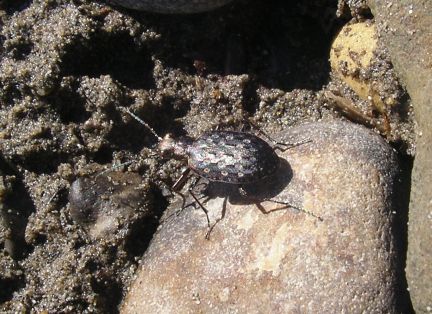 Marsh Ground Beetle