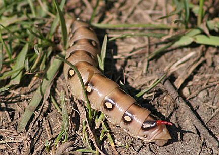 Gallium Sphinx Caterpillar - brown color morph