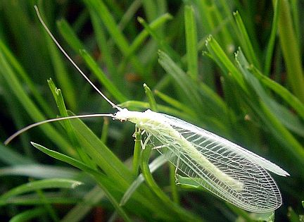 Insects of Alberta - Green Lacewing page 3